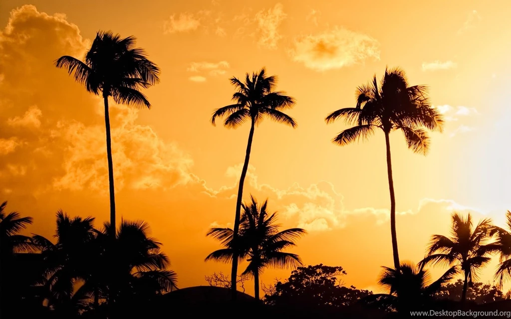 Palm Tree Desktop Wallpapers
