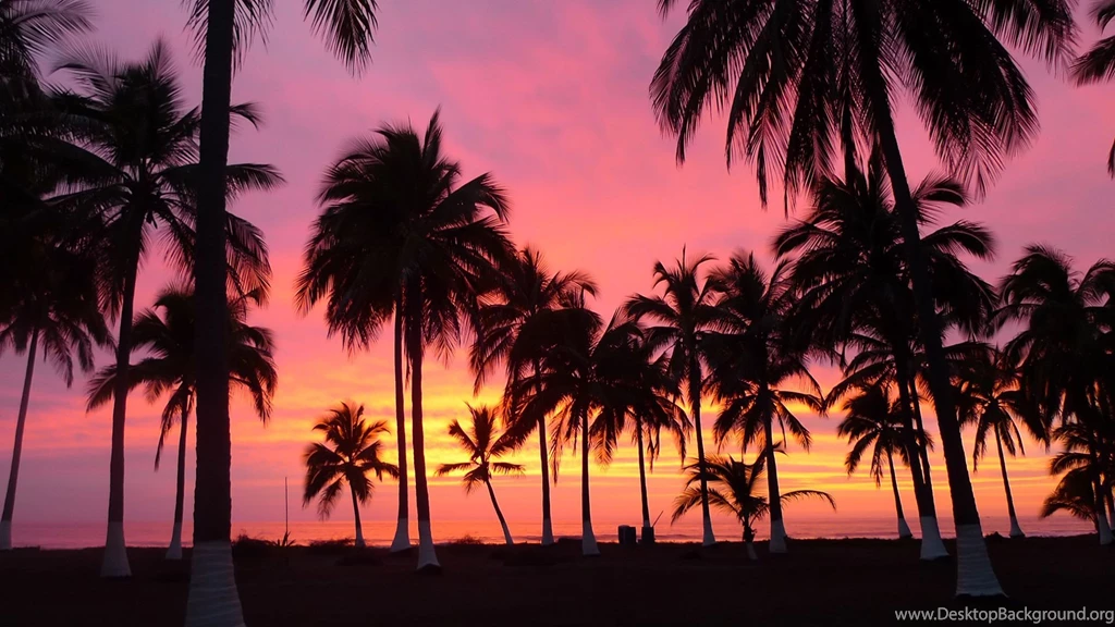 Beach Sunset Palm Tree Tumblr