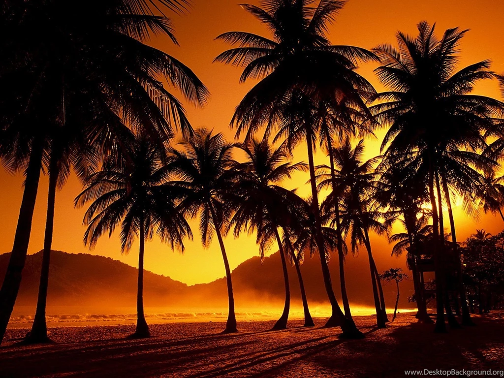 Beach Sunset Palm Tree Tumblr