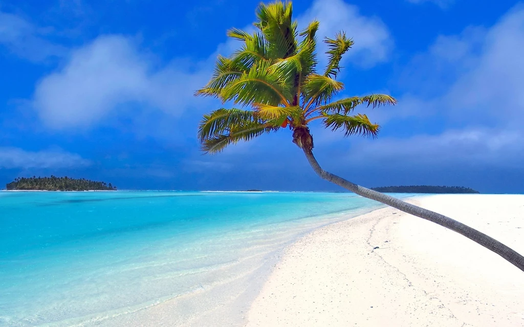 Gallery For Desktop Wallpapers Palms