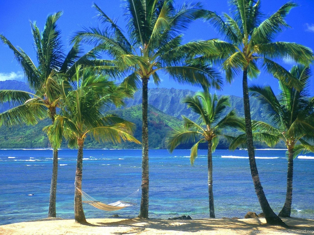 1600x1200px Palm Trees On The Beach Wallpapers