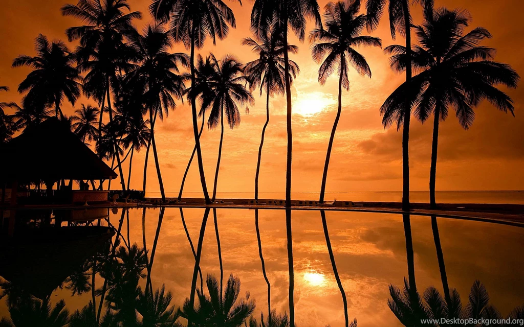 Sunrise Beach Palm Tree   Wallpaper.