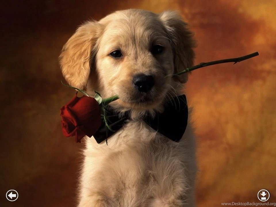 Puppies Adorable Wallpapers For New iPad Great HD Photo Screen ...