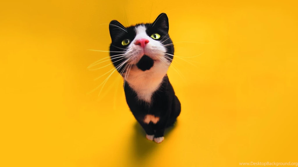 1920x1080 Funny Cat Staring Desktop PC And Mac Wallpapers