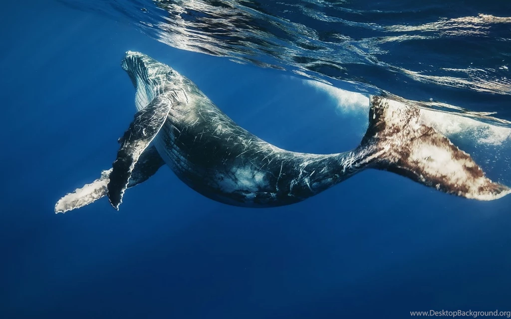 1680x1050 Blue Whale Backgrounds Wallpapers