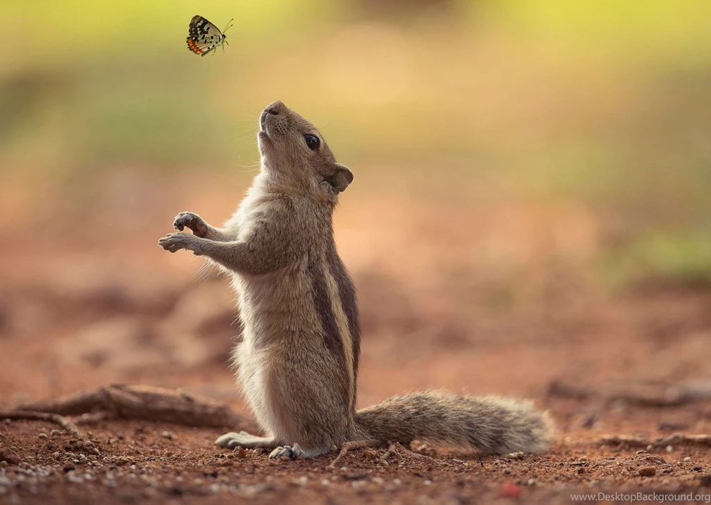 Animal Wallpapers, Animal Planet, Free Wallpapers, Animal World ...