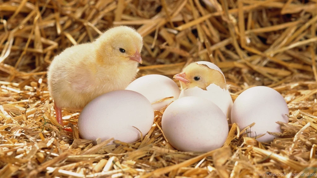 Chickens Desktop Wallpapers