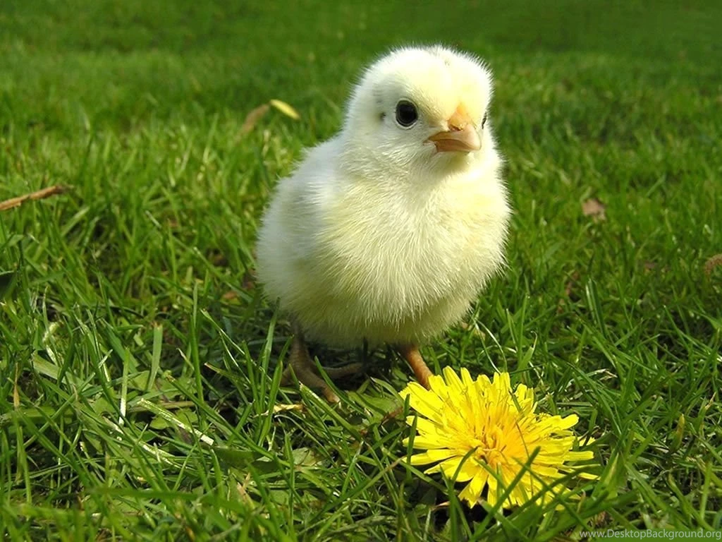 Chicken Wallpapers Desktop Hd Pictures
