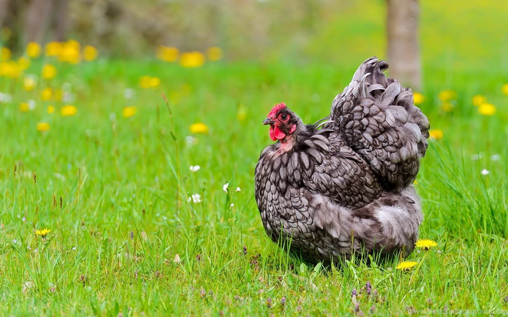 Chicken Wallpapers Hd Free Android Application Createapk.com
