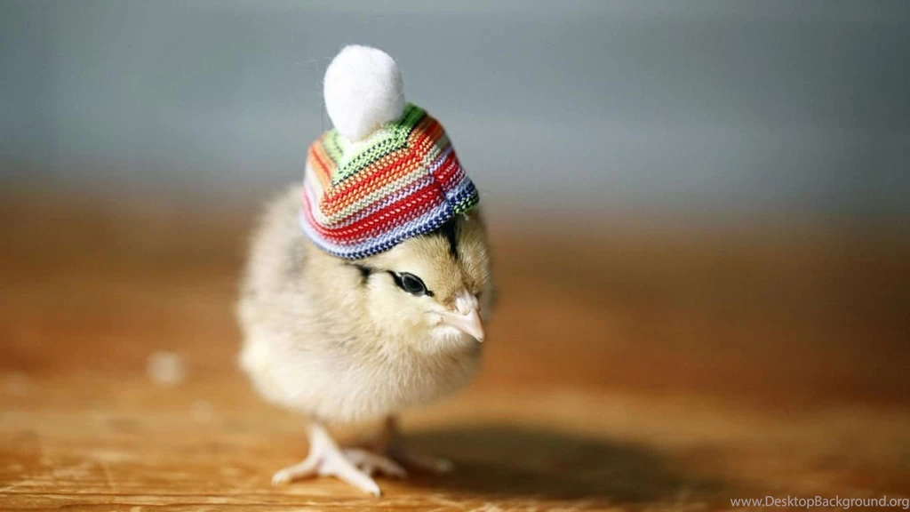 Chicken In Hat (