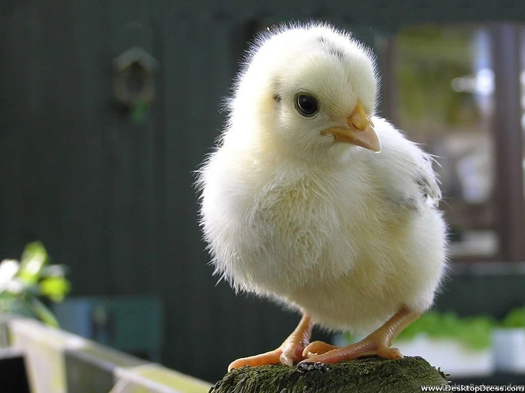 Desktop Wallpapers » Animals Backgrounds » White Chicken » Www ...
