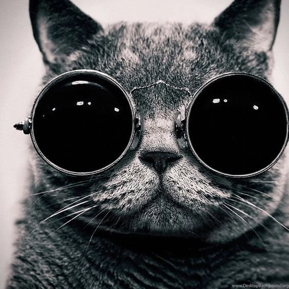 Cat With Sunglasses iPad Wallpapers HD