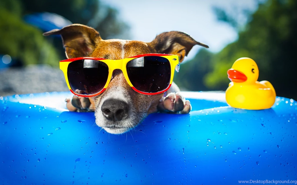 Wallpapers HD Dog Cool Look HD Wallpapers Expert