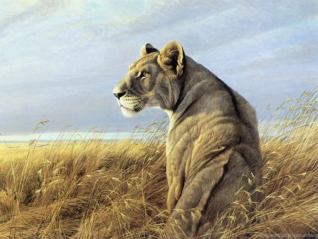 Gallery For Drawing Of Animals Wallpapers