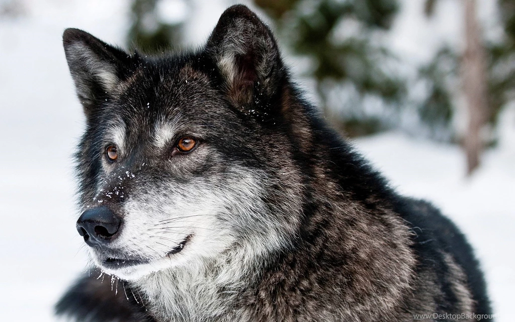 Gallery For Wild Animals Wallpapers Free Download