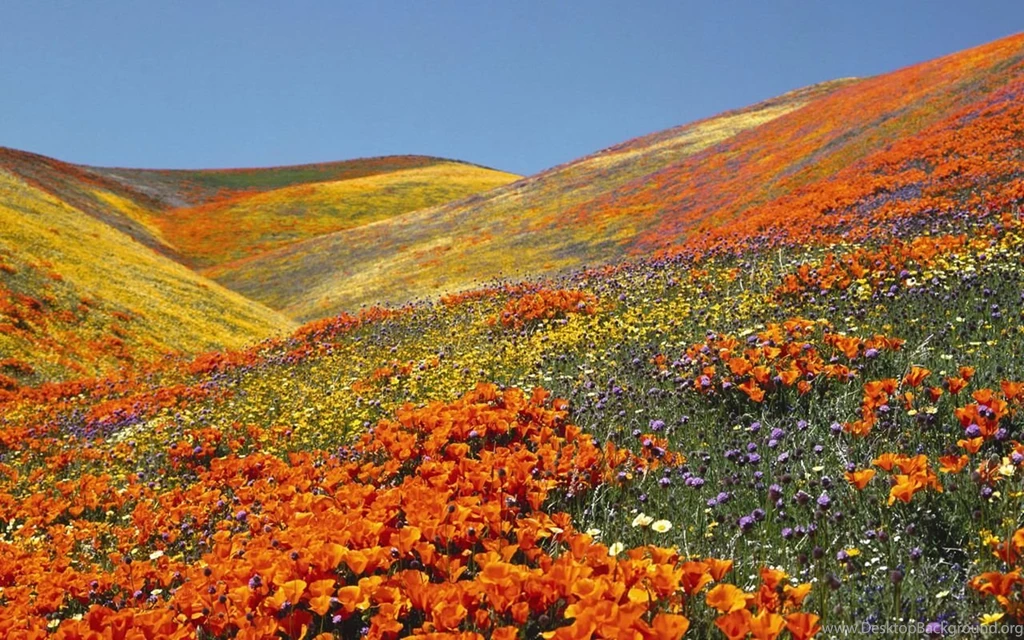 Spring Wallpapers 1440X900 Wallpapers 21150