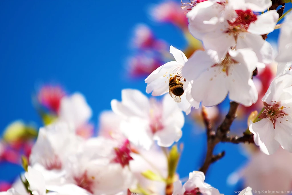 Spring Flowers Wallpapers & Pictures