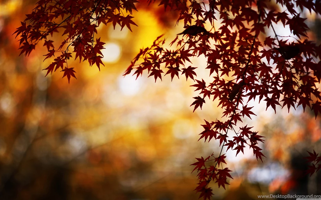 HD Autumn Wallpapers