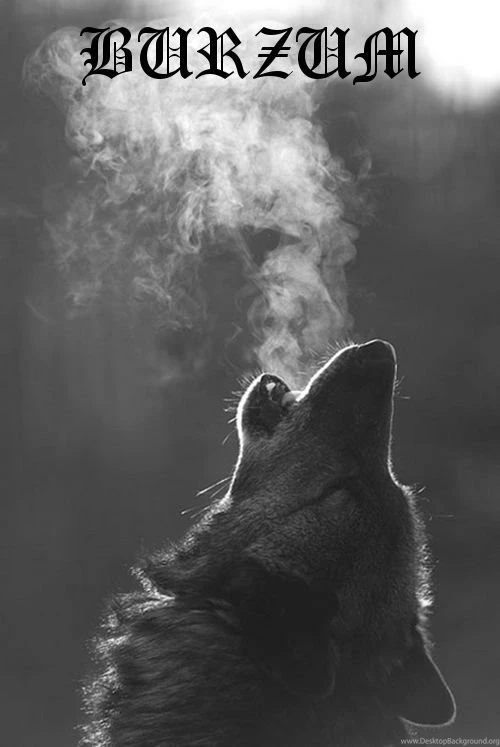 Dogs: Sometimes They're Derpy, Sometimes They're Awesome, But I ...