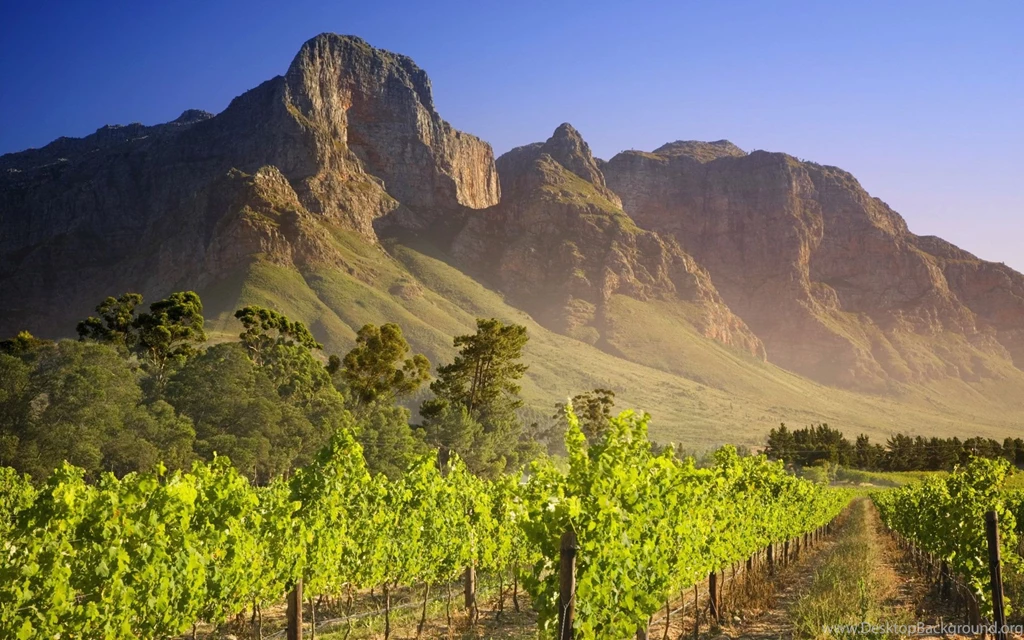 Vineyard South Africa Wallpapers 32548