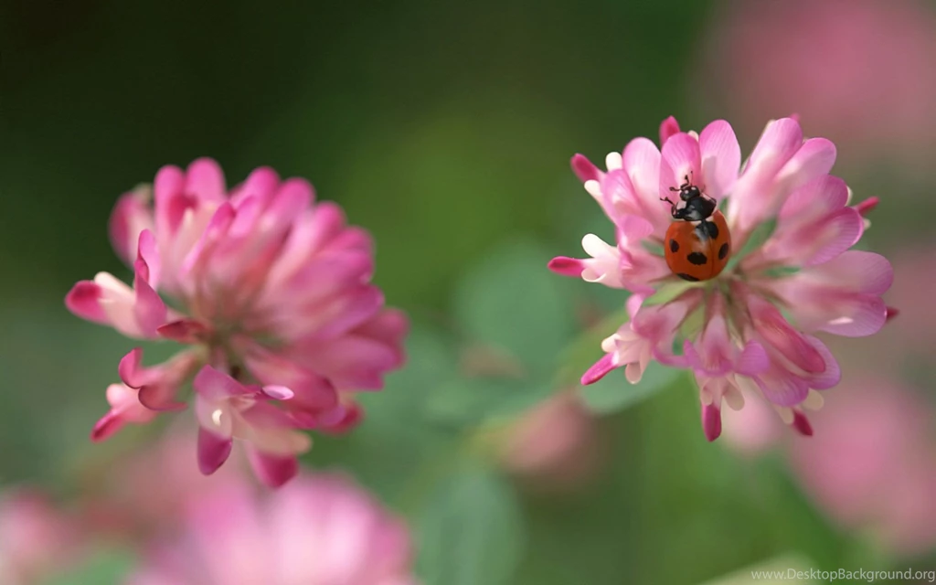 Insect Best Free Wallpapers Wallpapers HD Wallpapers 82069