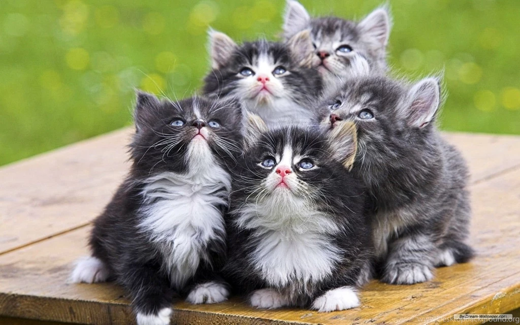 Free Wallpapers 27 Cute Animal Wallpapers