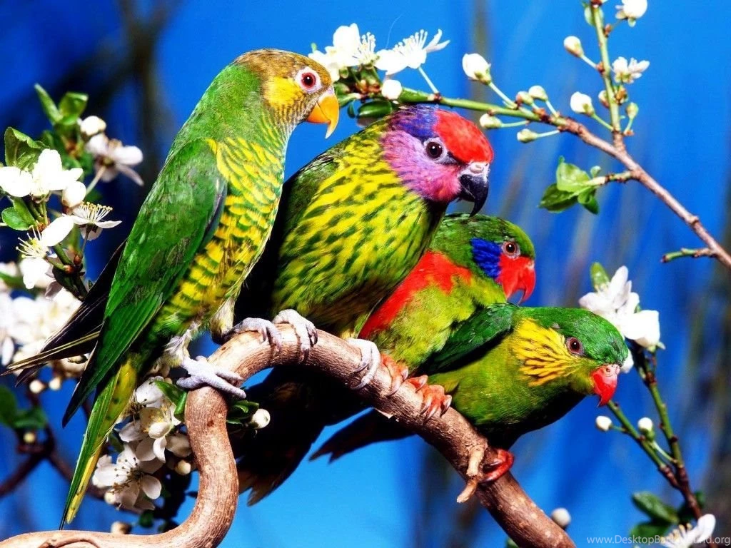 Free Wallpapers Downloads 17 Best Wallpapers Collection