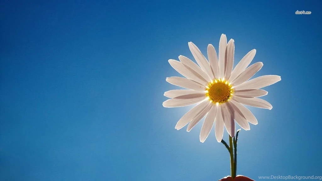 Daisy Wallpapers   Flower Wallpapers