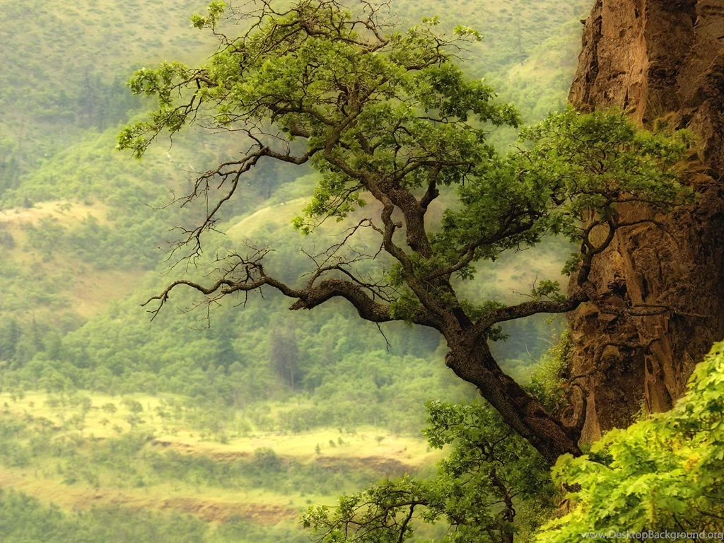Nature Mountain Range Fog Sunrise Landscape Tree Mac Ox Ultrahd 4k ...