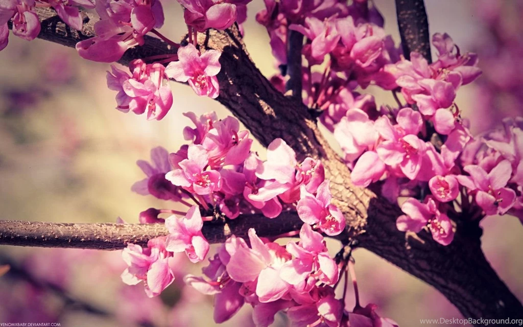 30+ Awesome Spring Flowers Wallpapers