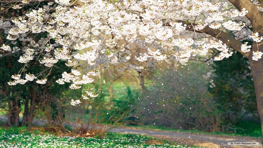 Free Wallpapers Free Flower Wallpapers Spring Flower Wallpapers ...