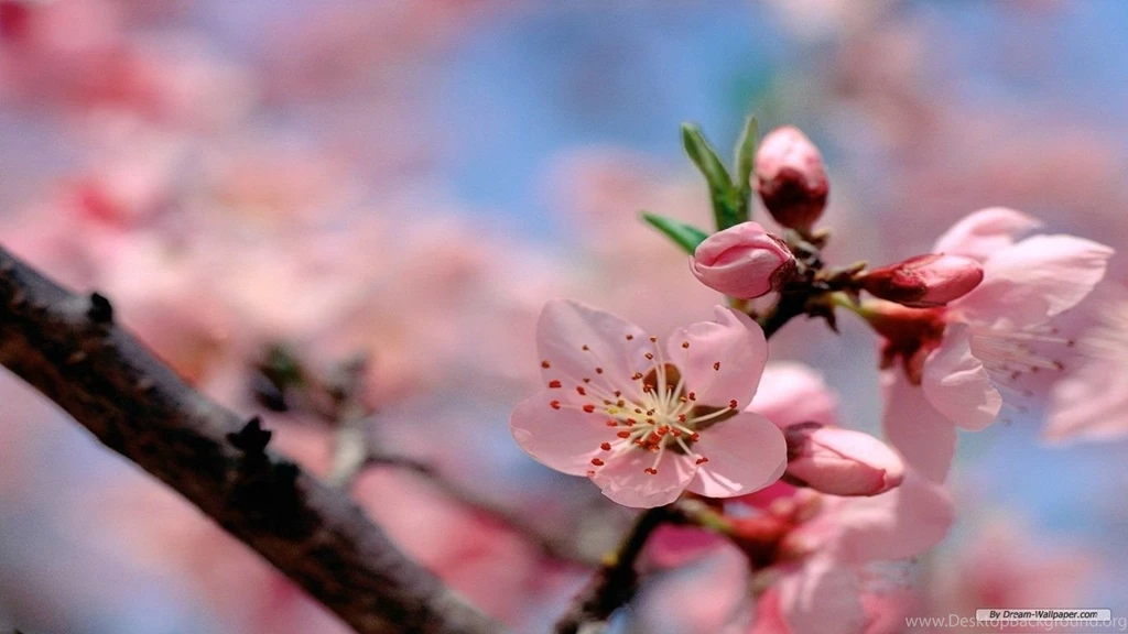 Free Wallpapers Free Flower Wallpapers Spring Flower Wallpapers ...
