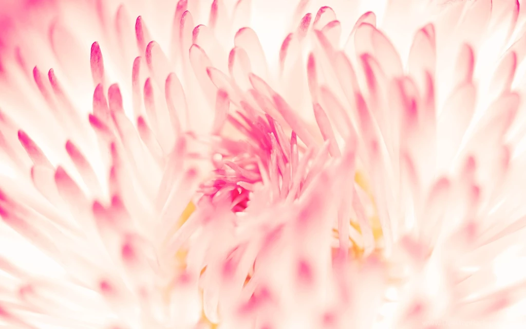 Spring Daisy Flower Wallpapers