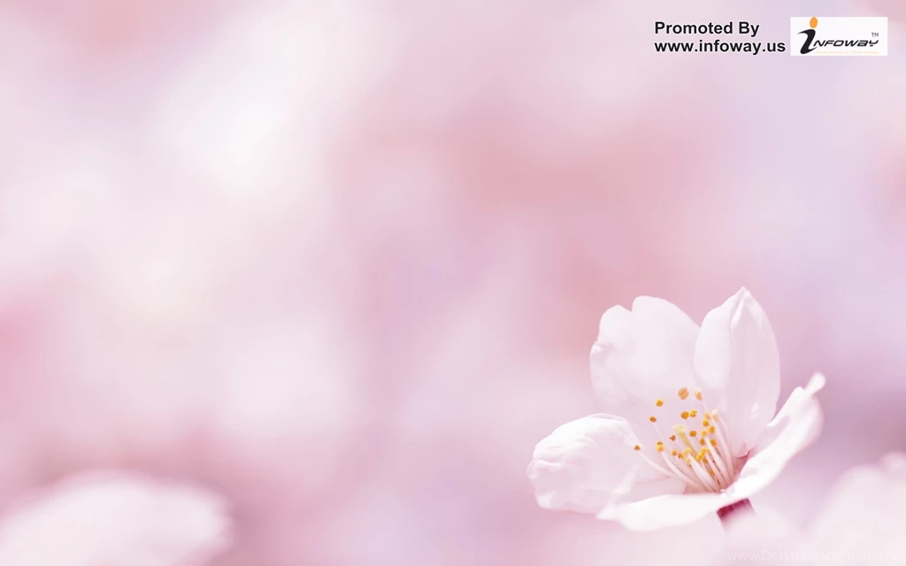 Pink Spring Flowers Wallpapers