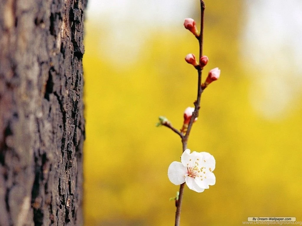 Free Wallpapers Free Flower Wallpapers Spring Flower Wallpapers ...