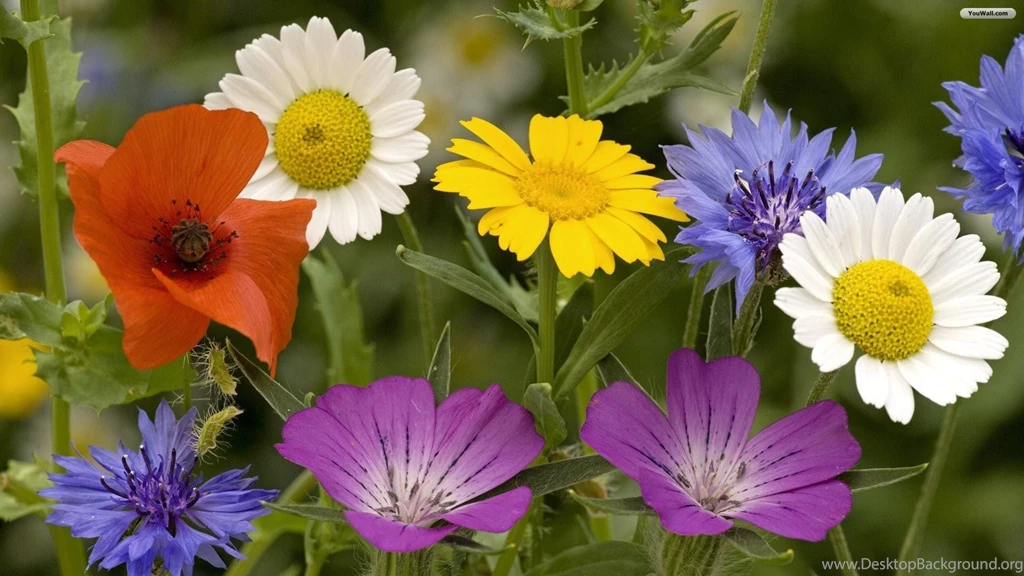 YouWall Pretty Spring Flowers Wallpapers Wallpaper,wallpapers ...