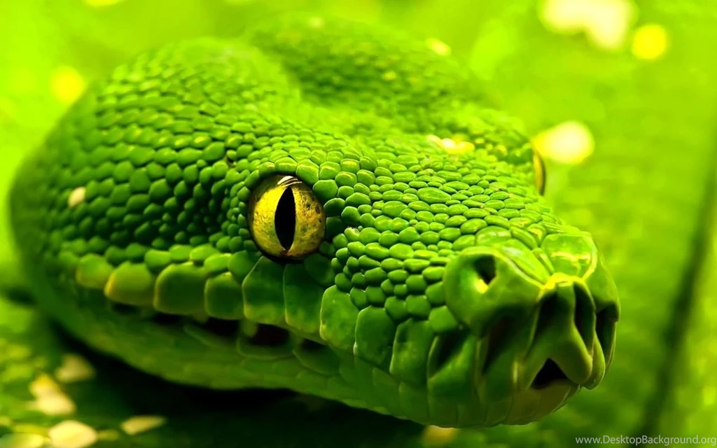 Exotic Snake Wallpapers HD Wallpaper Backgrounds Of Your Choice