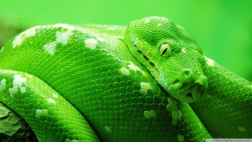 Snake
