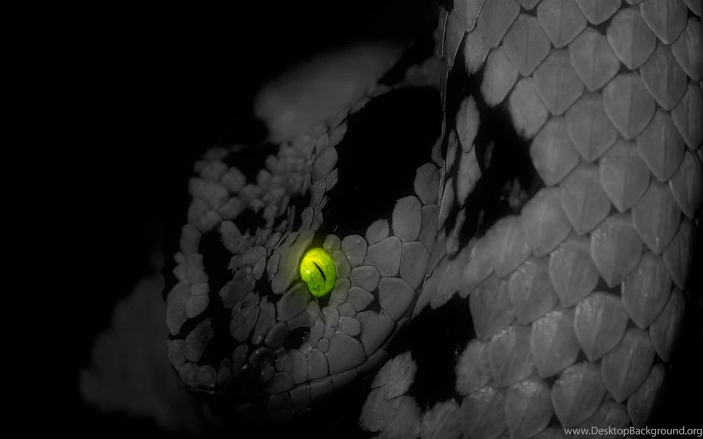 Green, King, Cobra, Photos, Snake, Face, Close, Up, Wallpapers, HD ...