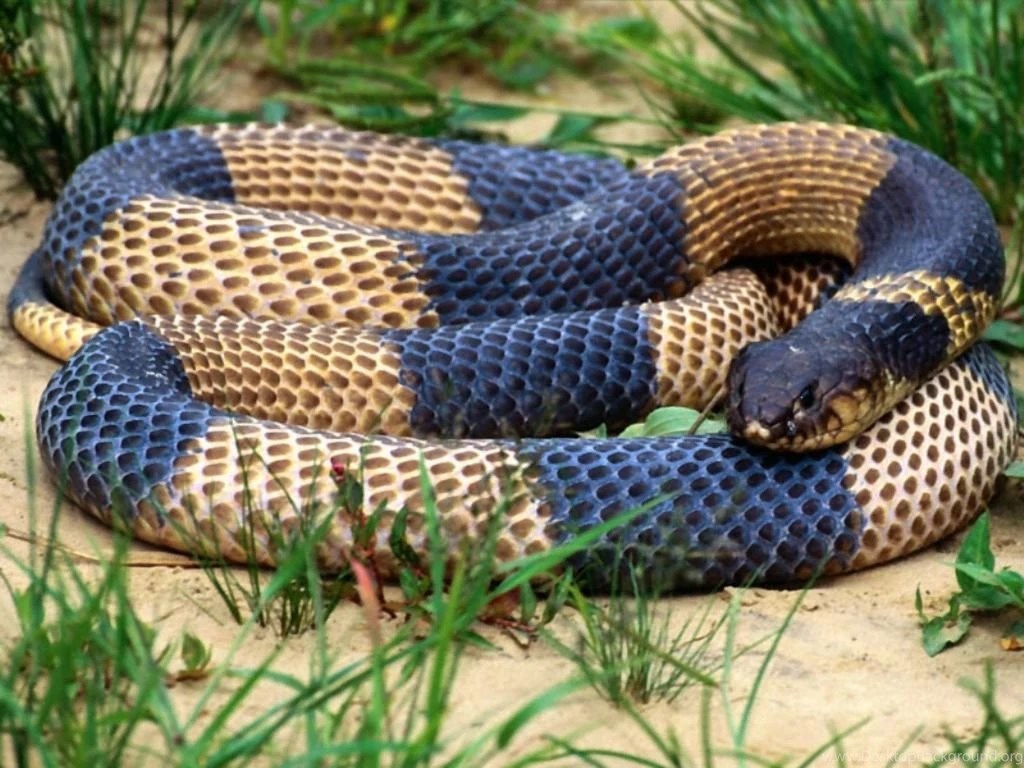 Big Snake HD Wallpapers
