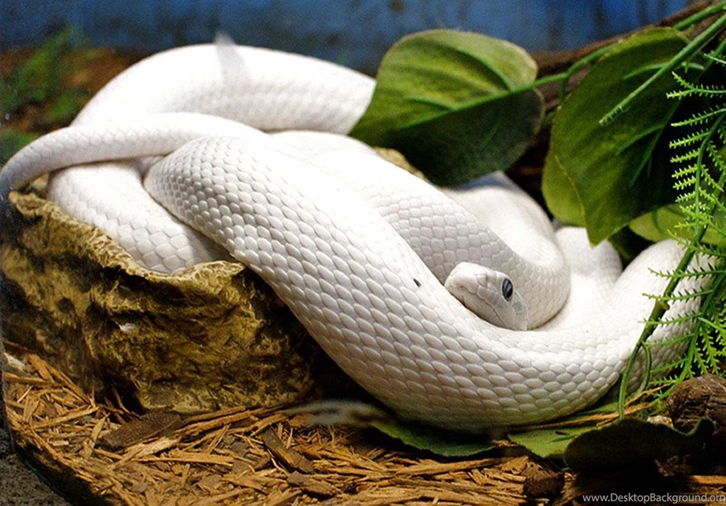 Free Wallpapers Texas Rat Snake Reptile Snake