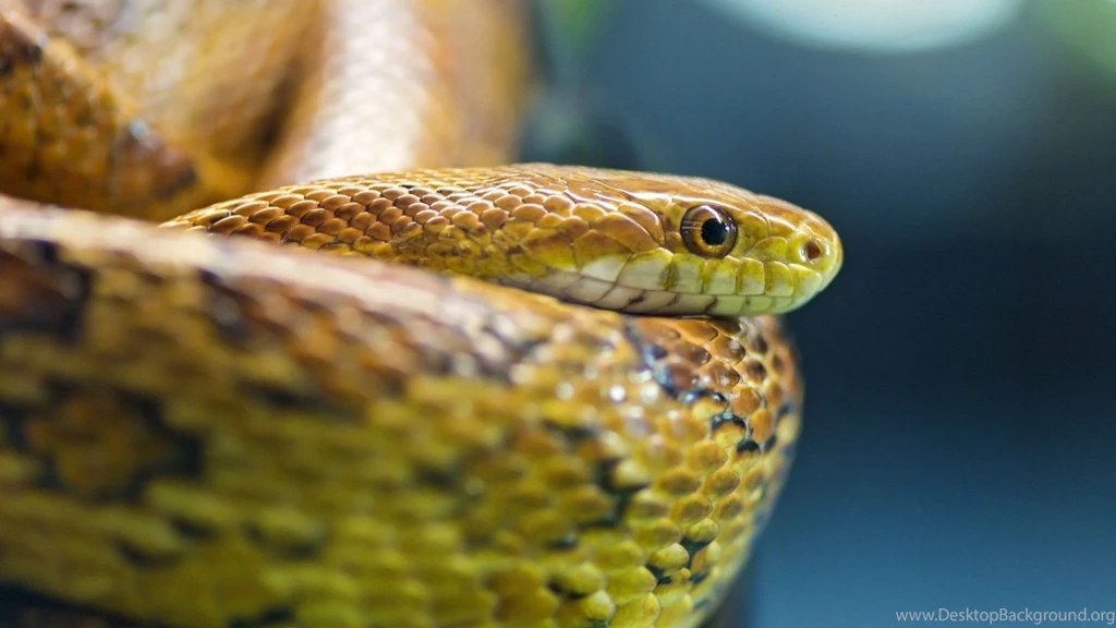 Full HD 1080p Snake Wallpapers HD, Desktop Backgrounds 1920x1080