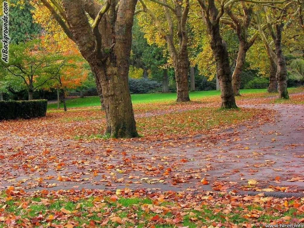 Park Backgrounds Twitter & Myspace Backgrounds