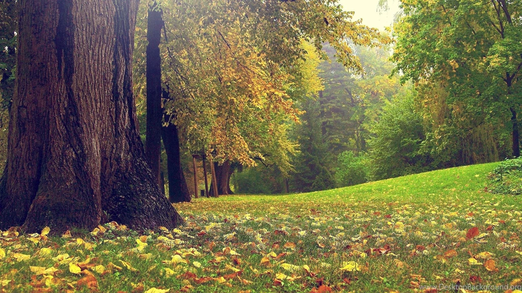 Autumn In The Park