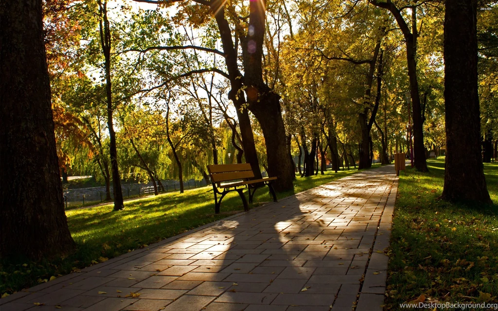 Alley In A Park Wallpapers Photography Wallpapers
