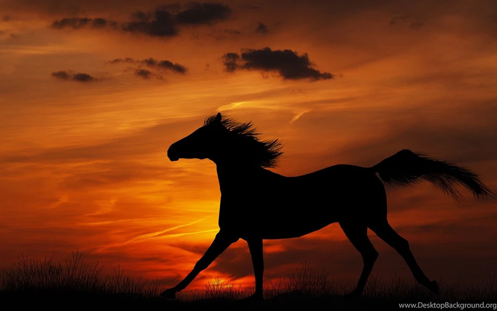 Equestrian horse sunset wallpaper.jpg