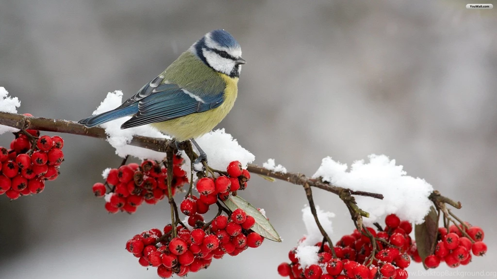 YouWall Winter Bird Wallpapers Wallpaper,wallpapers,free ...