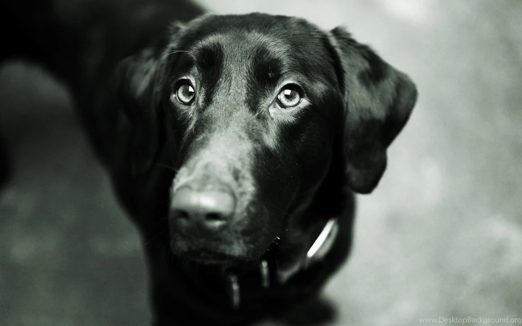 Black Lab Puppy Wallpapers Looking Up.jpg