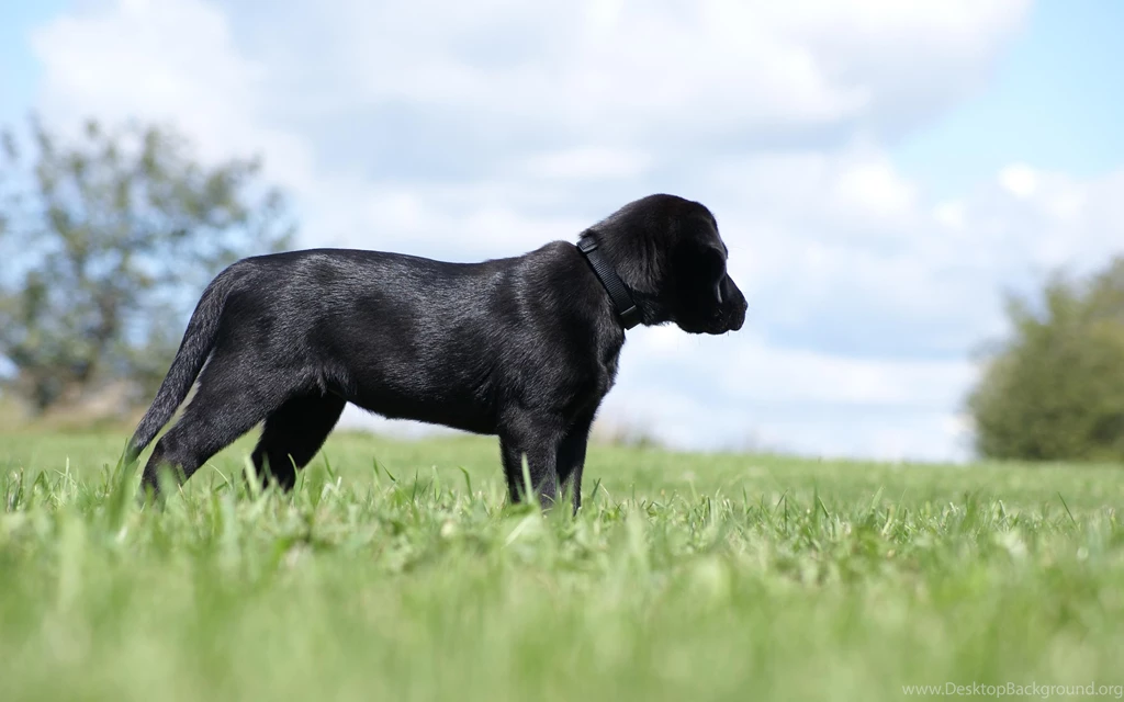 Black Puppy HD Wallpapers, Black Puppy Photos, New Wallpapers