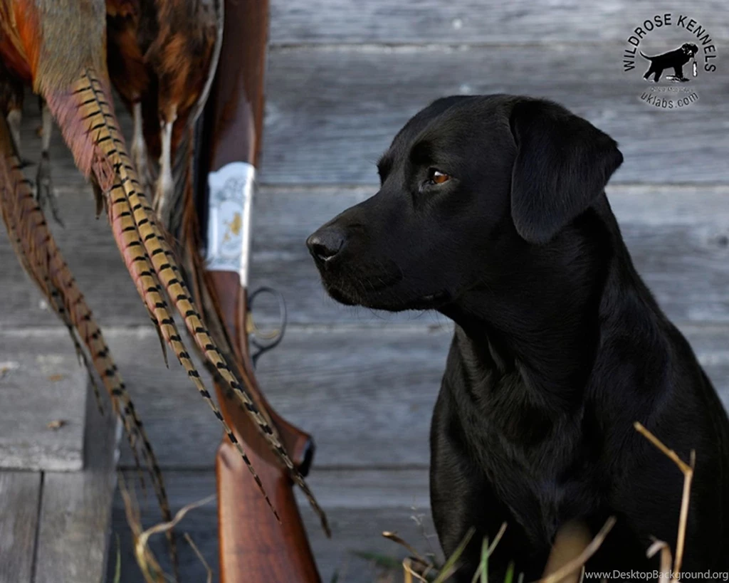 Wildrose Kennels Free Montly Retriever Wallpapers